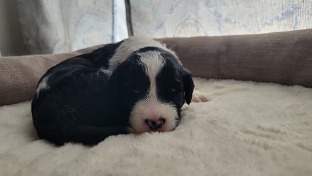 Portuguese Water Dog Puppies media 8