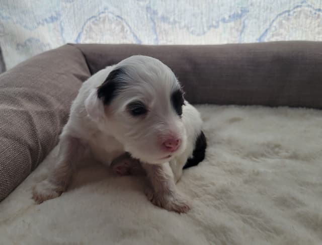 Portuguese Water Dog Puppies media 9