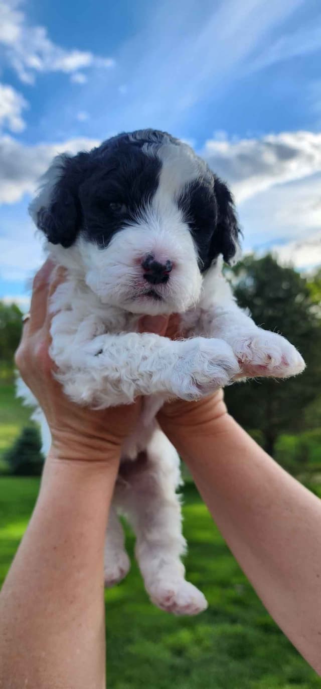 Portuguese Water Dog Puppies media 10