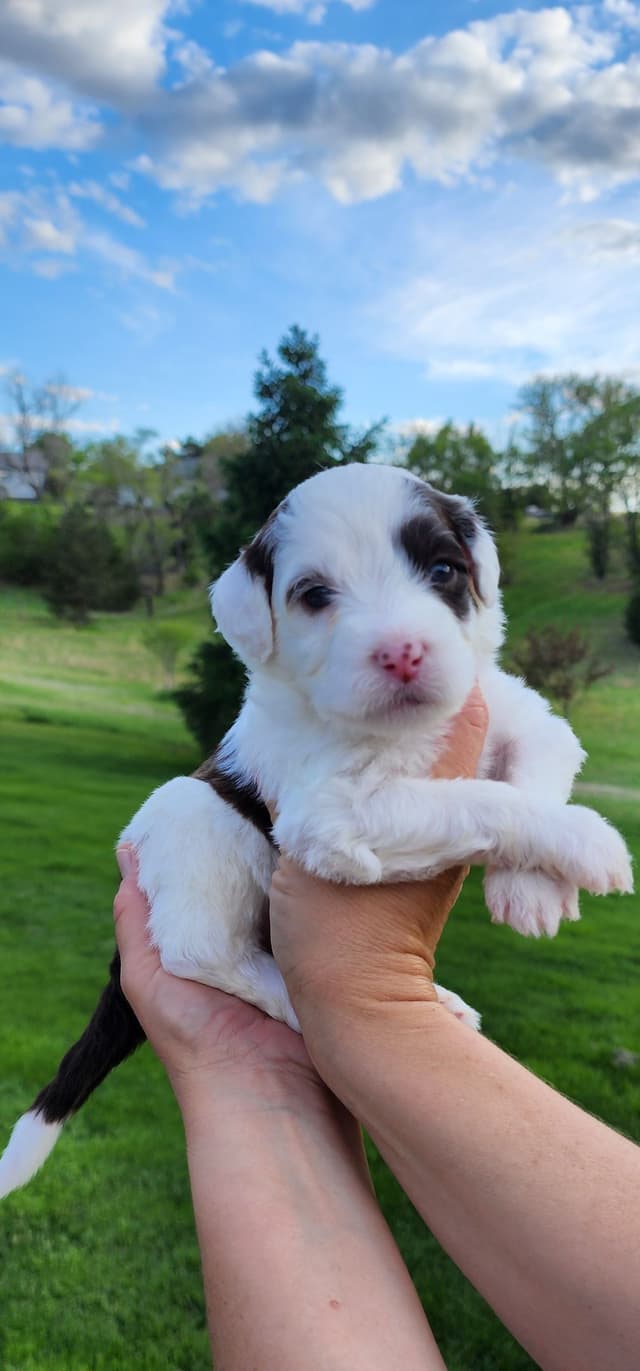 Portuguese Water Dog Puppies media 11