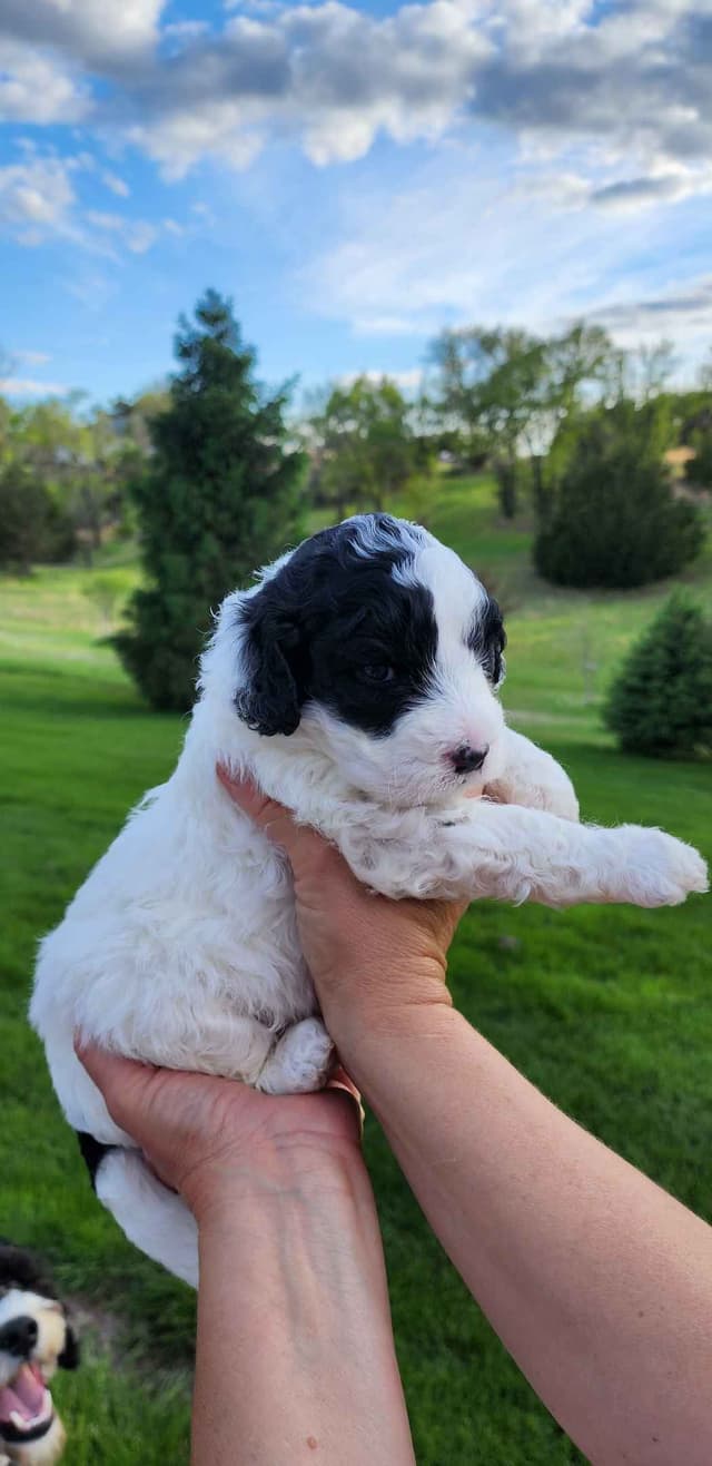 Portuguese Water Dog Puppies media 12