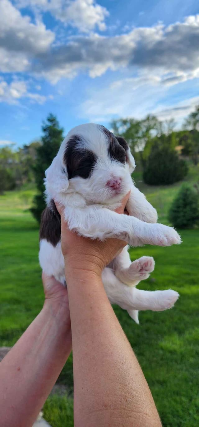 Portuguese Water Dog Puppies media 13