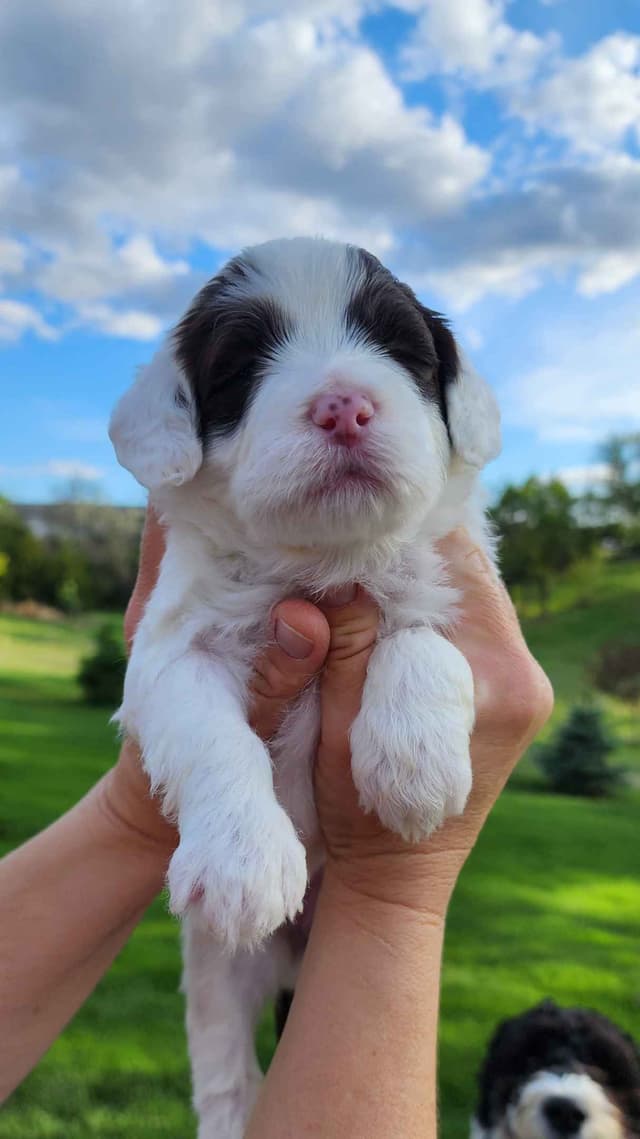 Portuguese Water Dog Puppies media 14