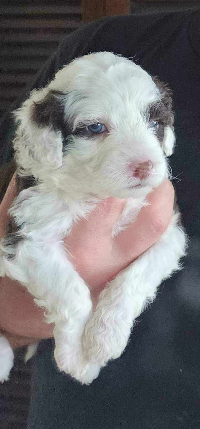 Portuguese Water Dog Puppies media 15