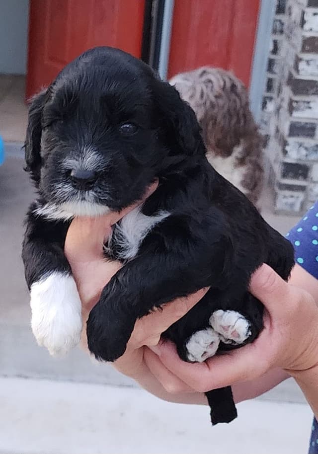 Portuguese Water Dog Puppies media 16