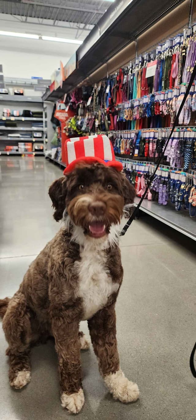 Portuguese Water Dog Puppies media 30