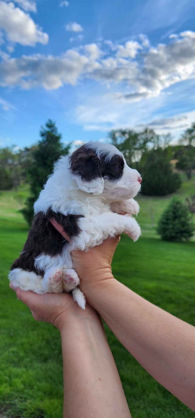 Portuguese Water Dog Puppies media 17