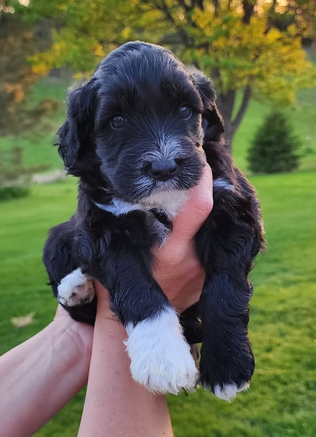 Portuguese Water Dog Puppies media 20