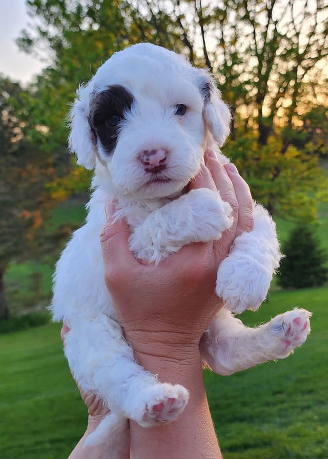 Portuguese Water Dog Puppies media 19