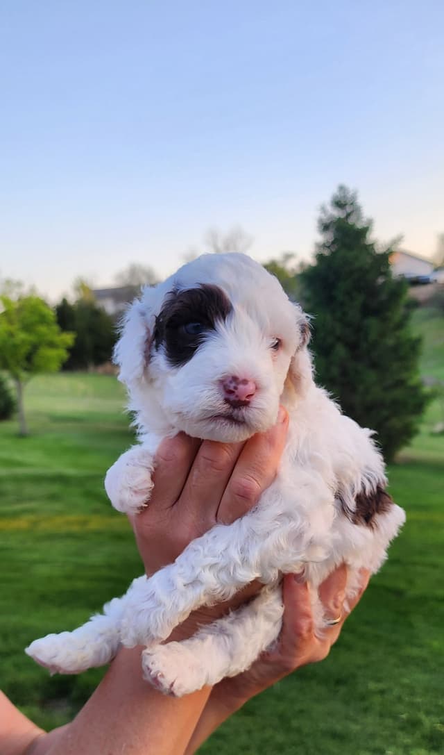 Portuguese Water Dog Puppies media 21
