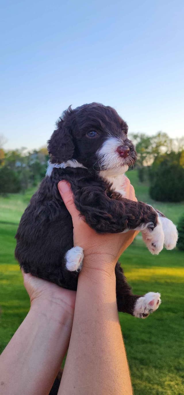 Portuguese Water Dog Puppies media 22