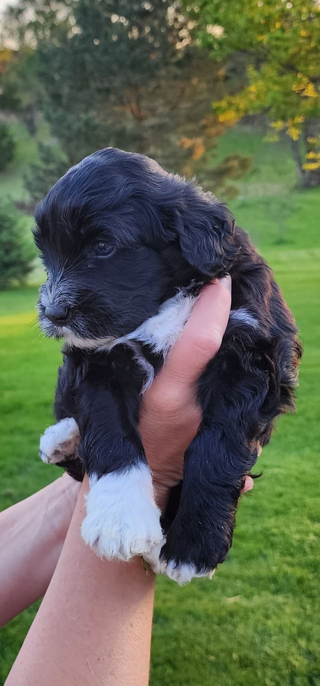 Portuguese Water Dog Puppies media 23