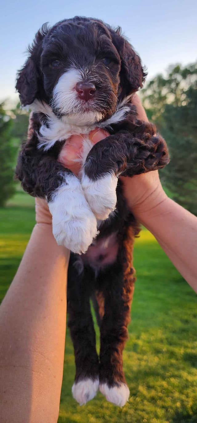Portuguese Water Dog Puppies media 24
