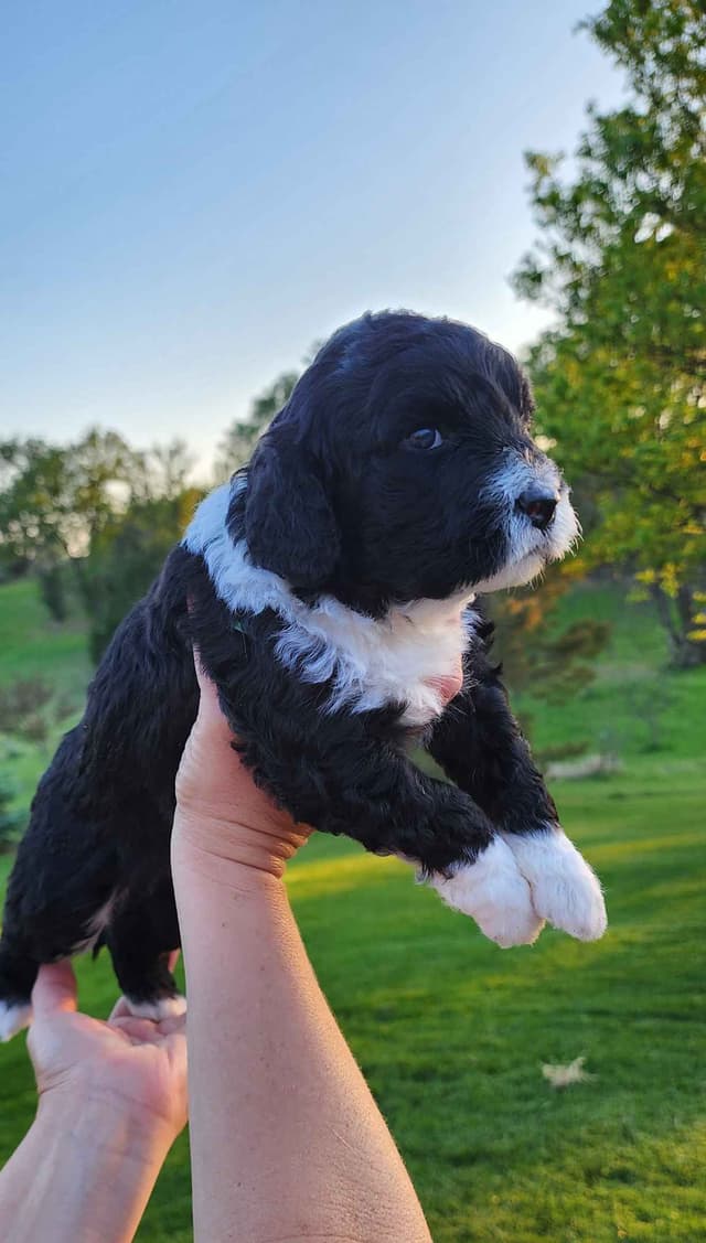 Portuguese Water Dog Puppies media 25