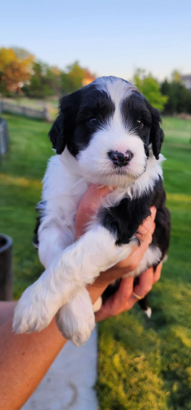 Portuguese Water Dog Puppies media 26