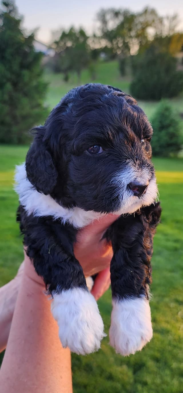 Portuguese Water Dog Puppies media 27