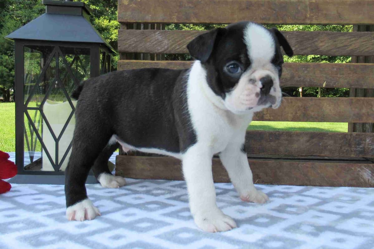 Boston Terrier Puppies breeder image 1