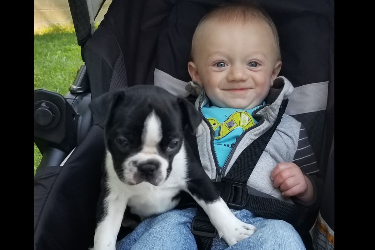 Boston Terrier Puppies breeder image 3