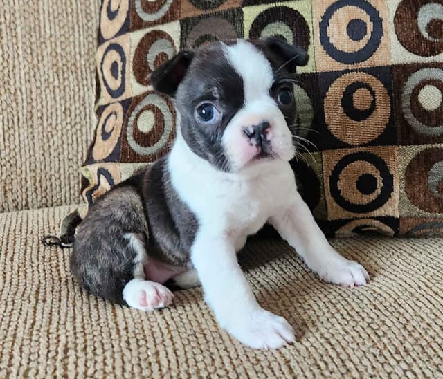 Boston Terrier Puppies media 2