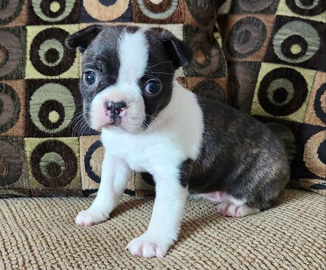 Boston Terrier Puppies media 3