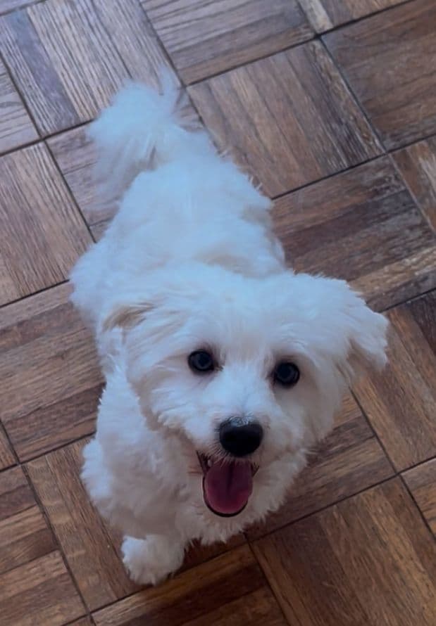 CHAMPION BLOODLINE Havanese Puppies media 9