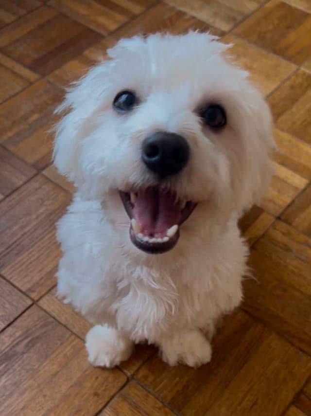 CHAMPION BLOODLINE Havanese Puppies media 3