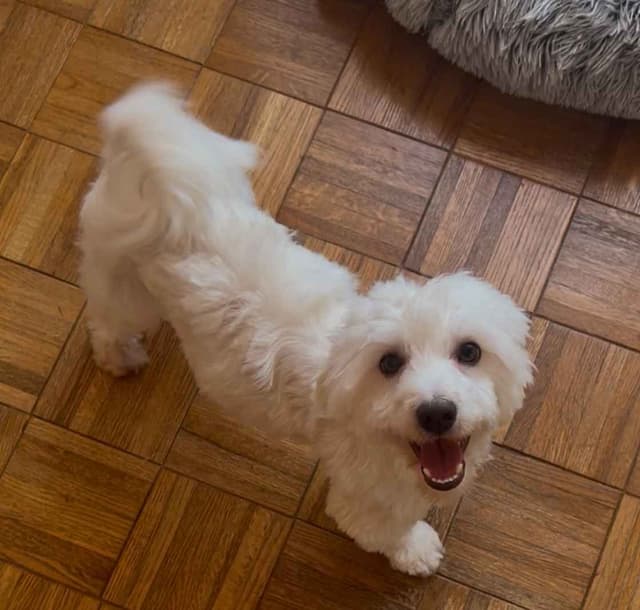 CHAMPION BLOODLINE Havanese Puppies media 6