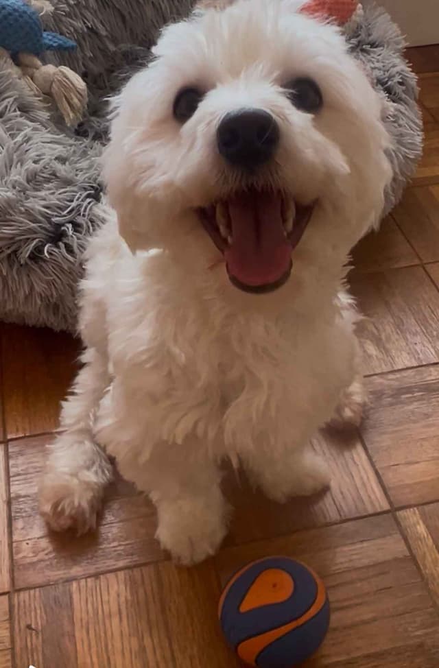 CHAMPION BLOODLINE Havanese Puppies media 11