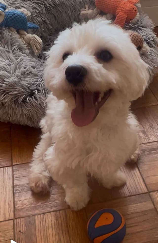 CHAMPION BLOODLINE Havanese Puppies media 7