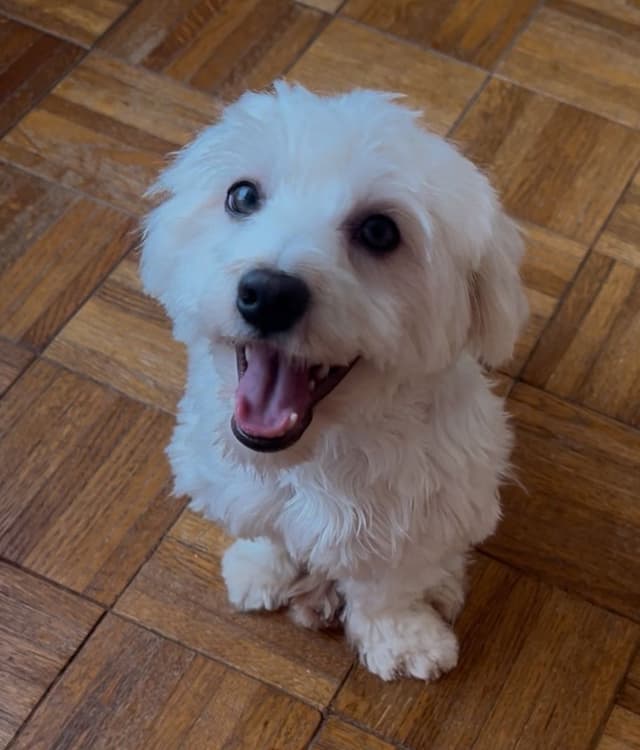 CHAMPION BLOODLINE Havanese Puppies media 8