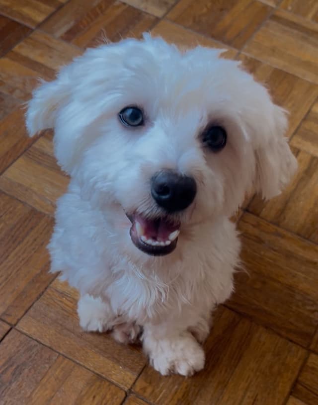 CHAMPION BLOODLINE Havanese Puppies media 5