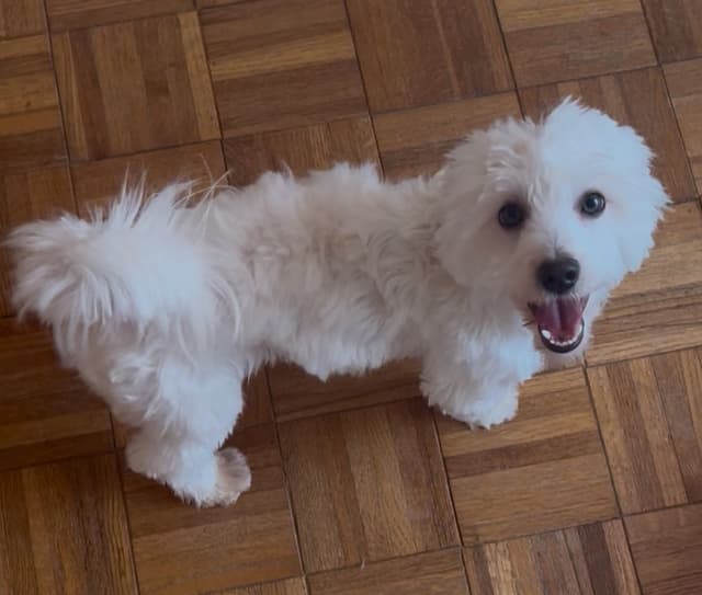 CHAMPION BLOODLINE Havanese Puppies media 10