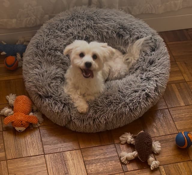 CHAMPION BLOODLINE Havanese Puppies media 4