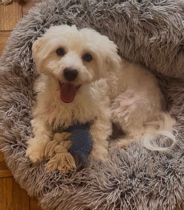 CHAMPION BLOODLINE Havanese Puppies media 2