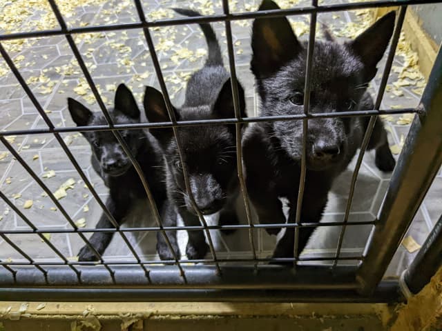 German Shepherd Dog Puppies media 2