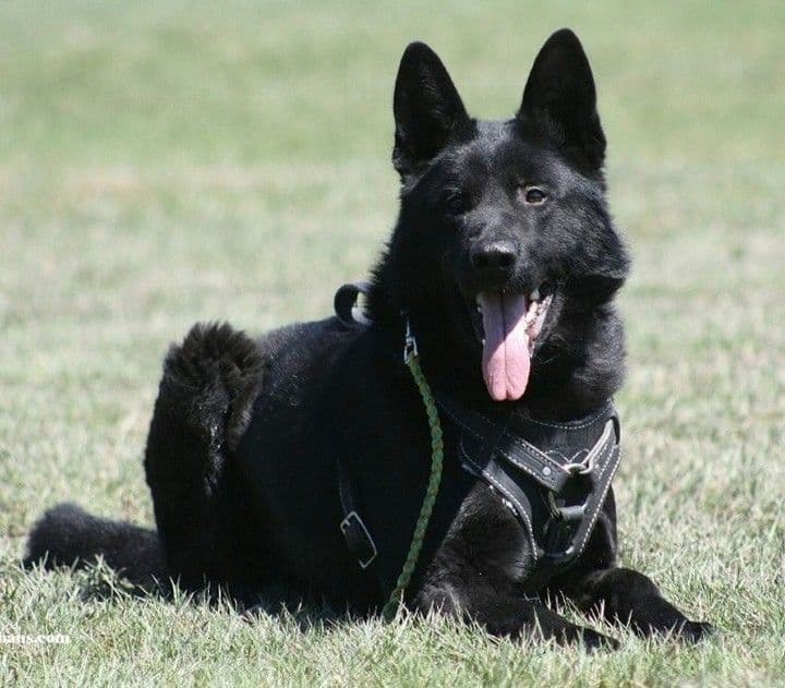 German Shepherd Dog Puppies breeder image 2