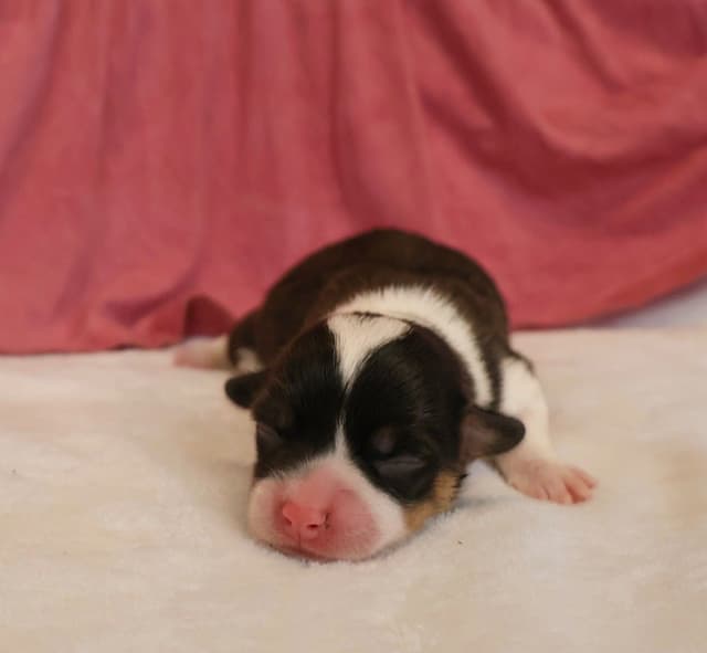 Pembroke Welsh Corgi Puppies media 2