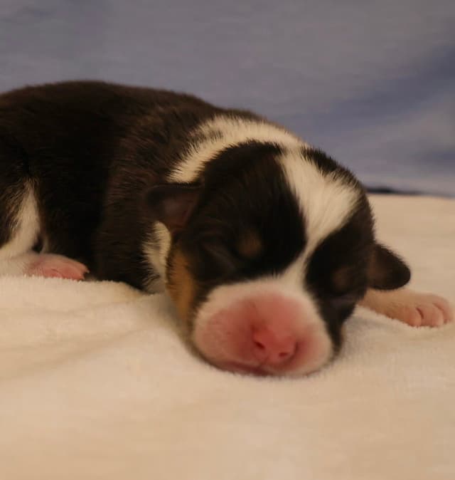 Pembroke Welsh Corgi Puppies media 5
