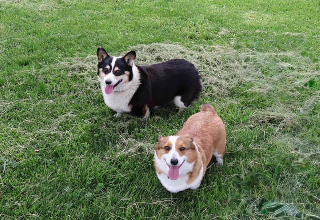 Pembroke Welsh Corgi Puppies media 12