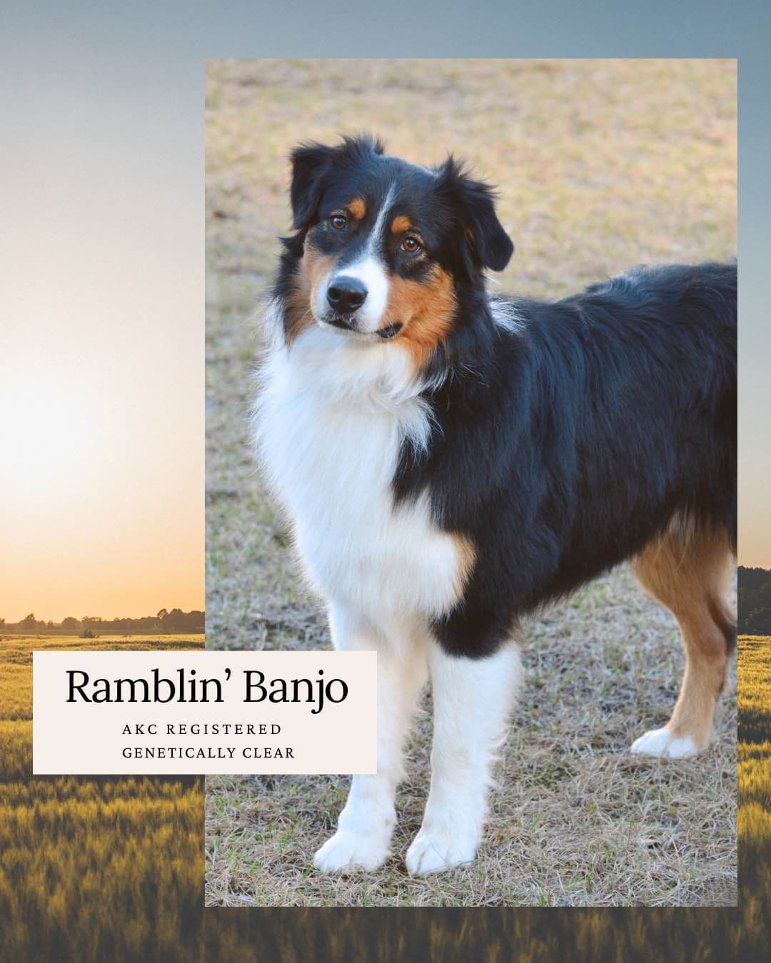 Australian Shepherd Puppies breeder image 2