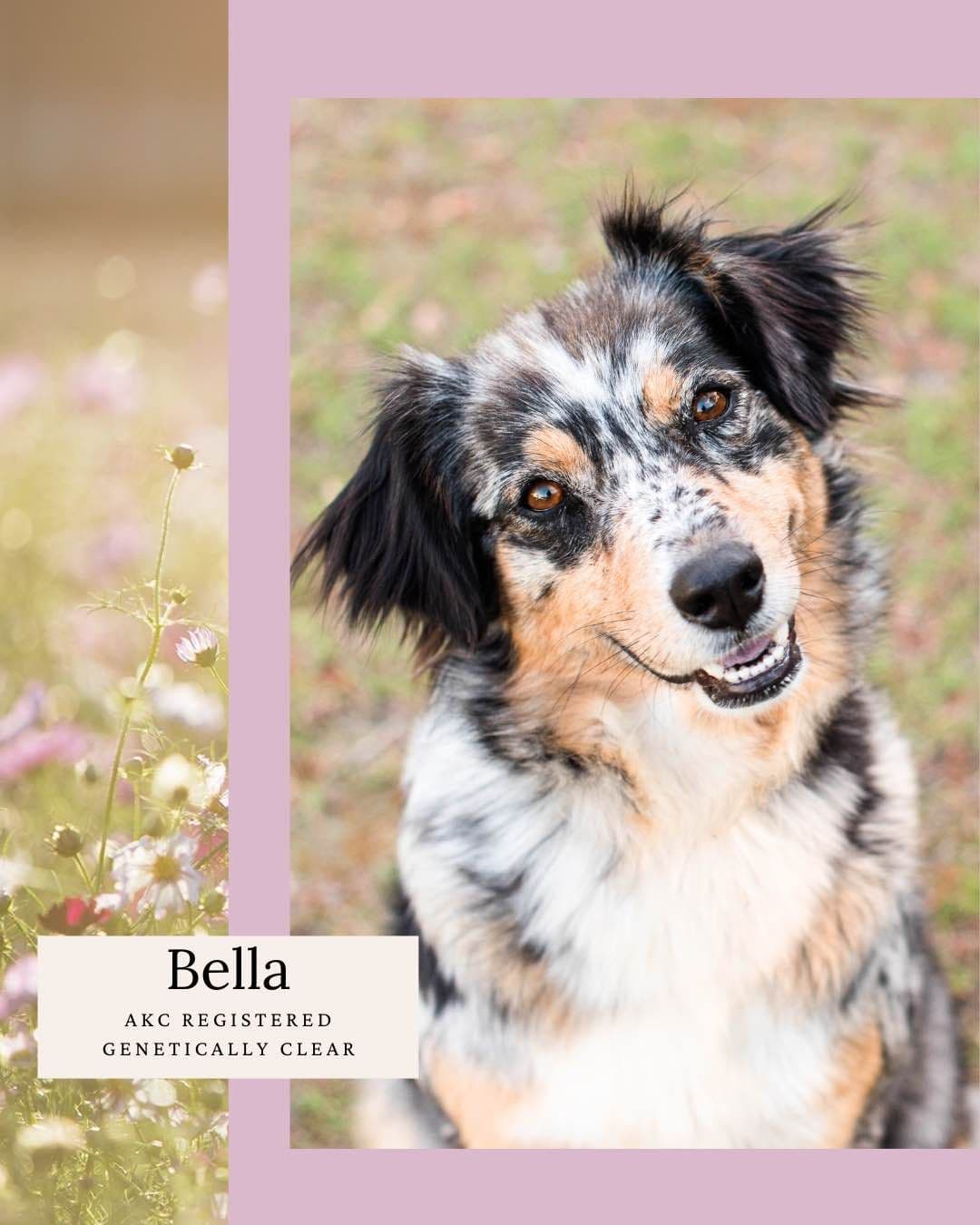 Australian Shepherd Puppies breeder image 3
