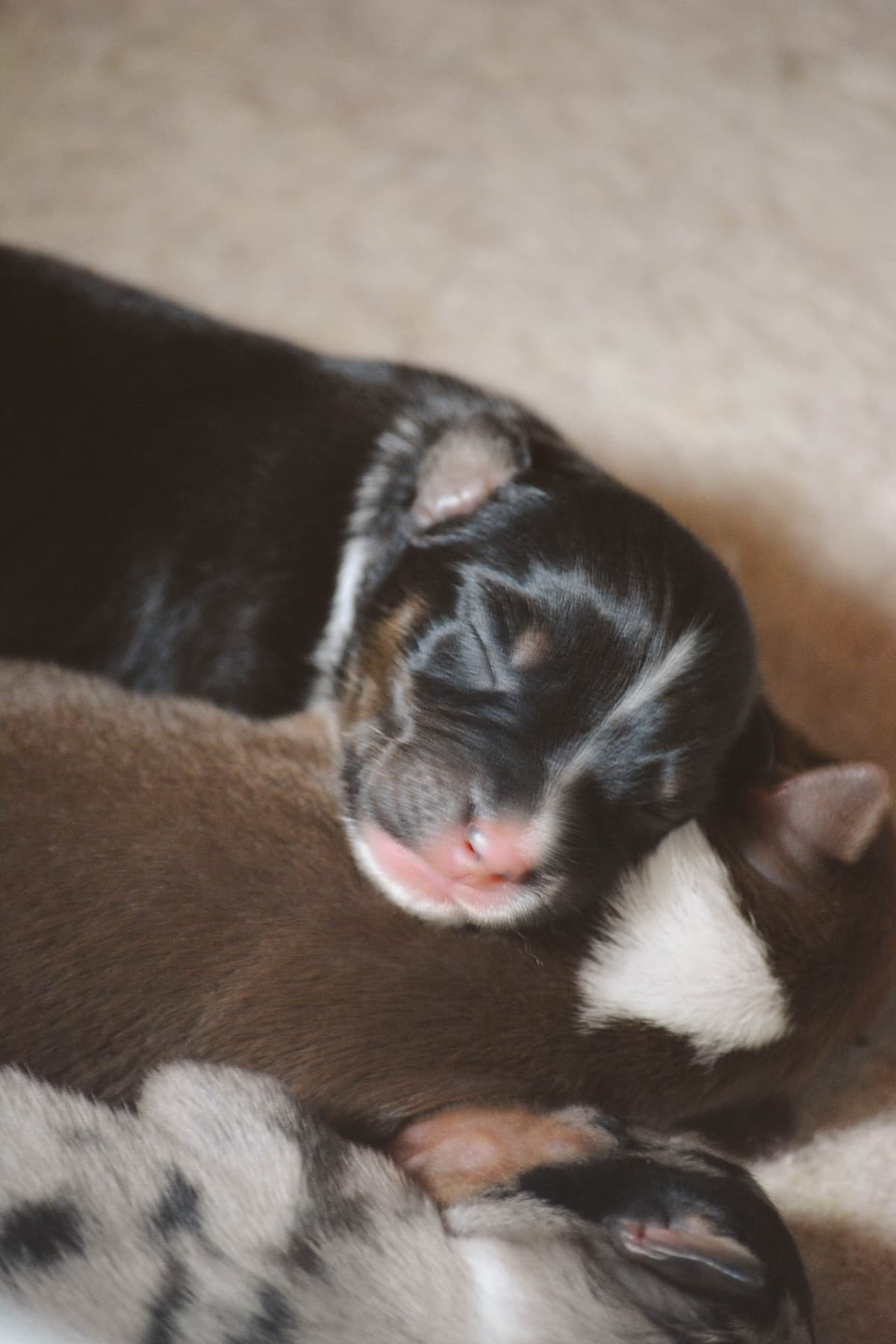 Australian Shepherd Puppies breeder image 4