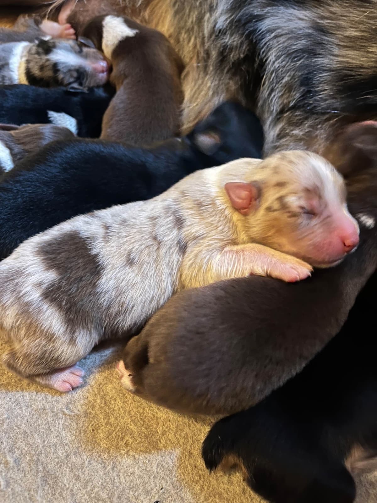 Australian Shepherd Puppies breeder image 5