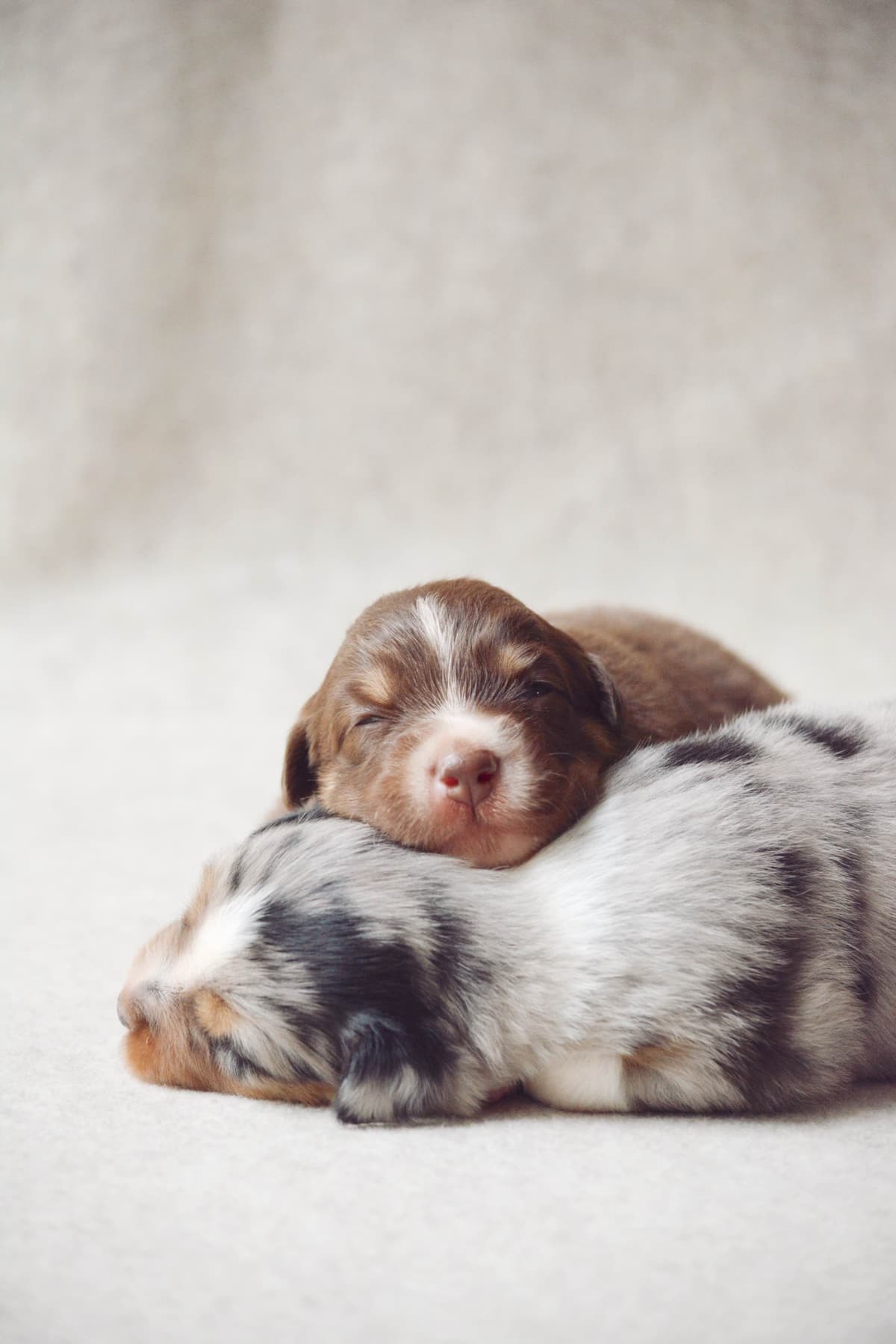 Australian Shepherd Puppies breeder image 6