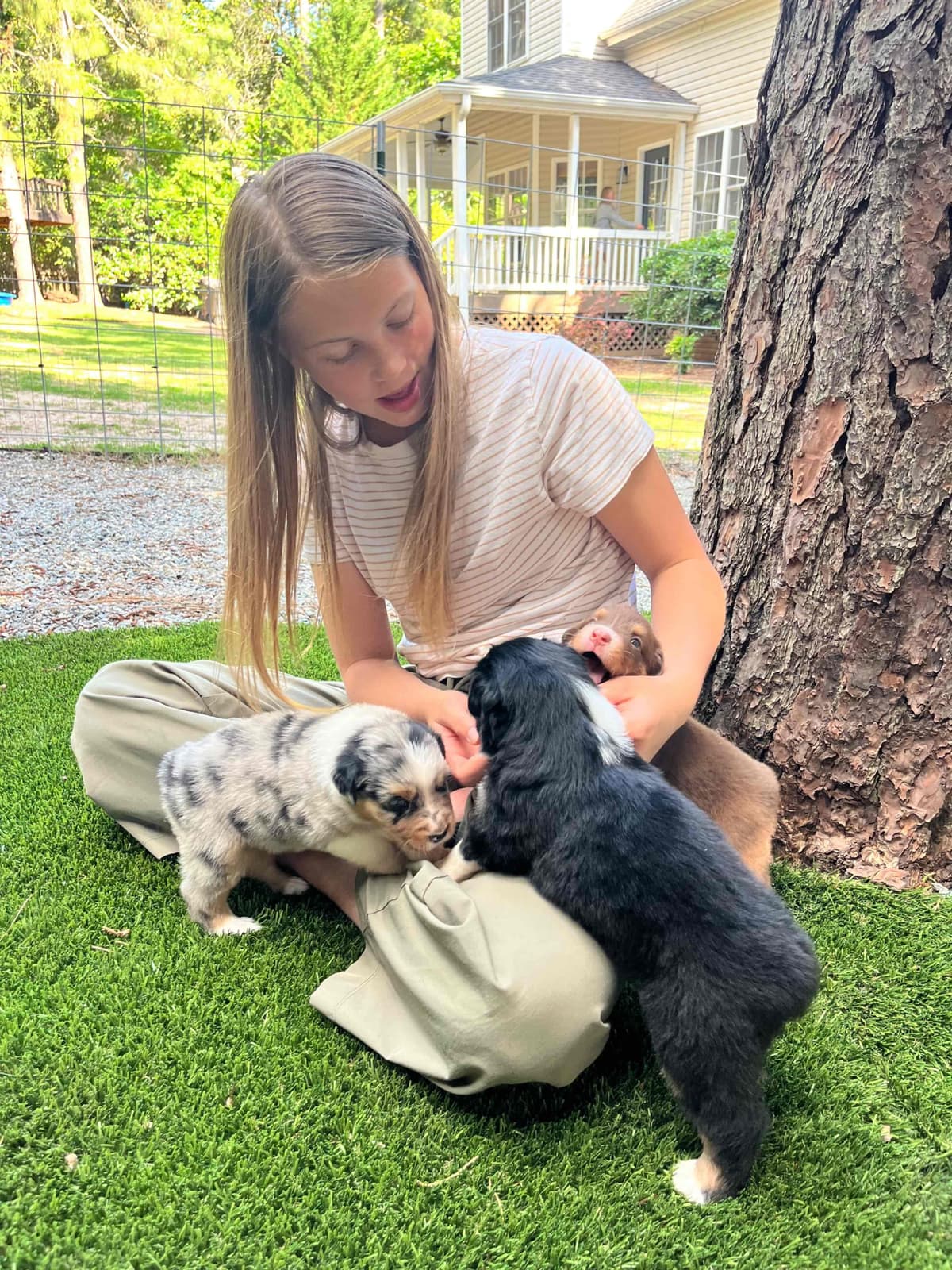 Australian Shepherd Puppies breeder image 7