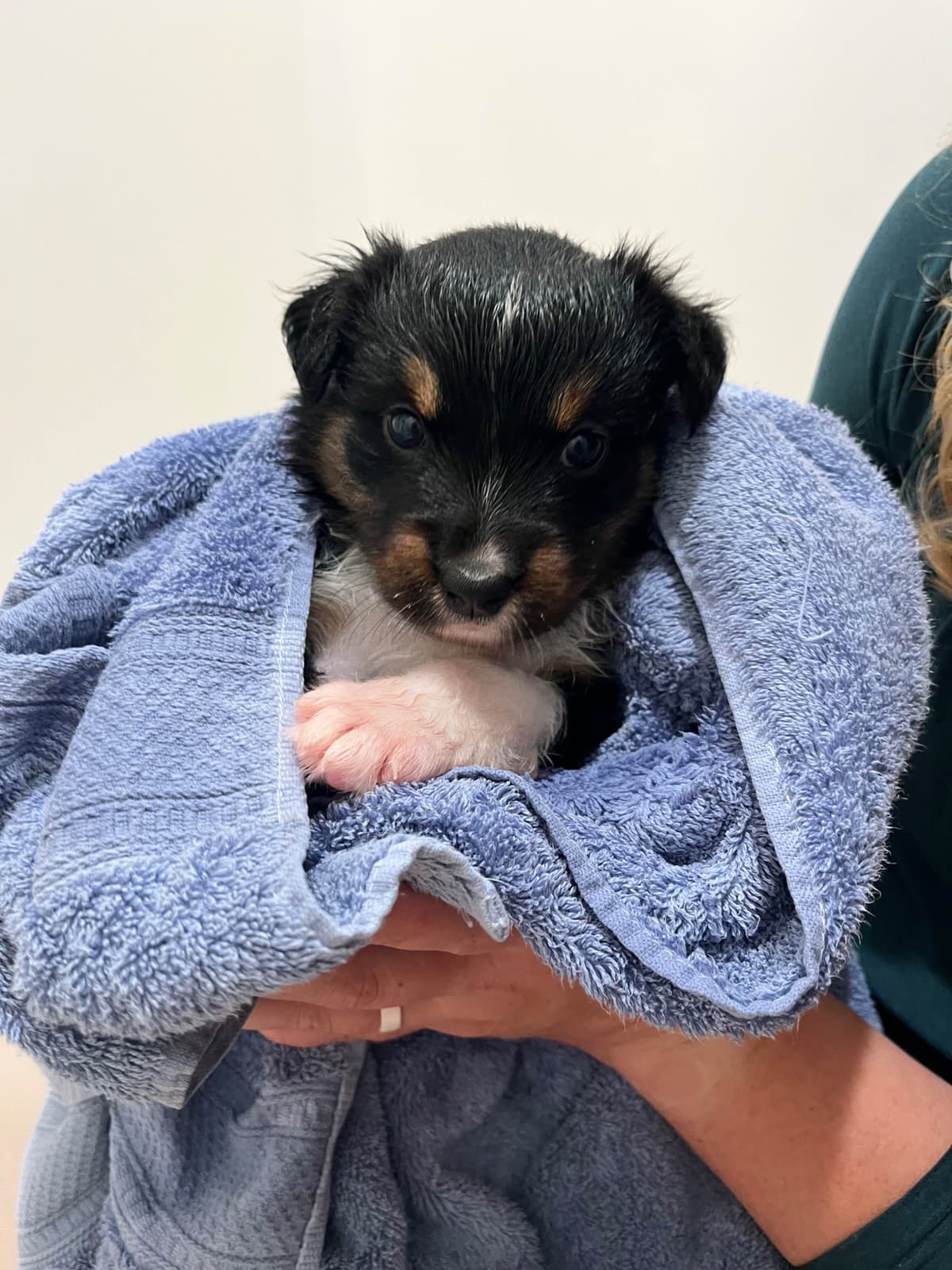 Australian Shepherd Puppies breeder image 8