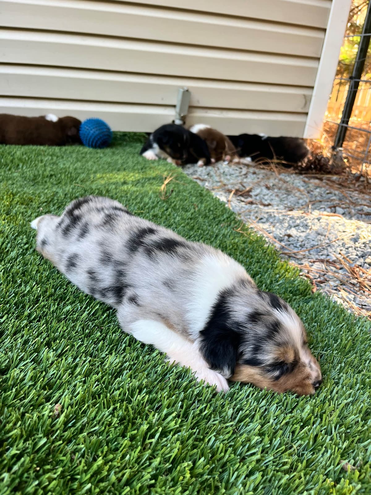 Australian Shepherd Puppies breeder image 9
