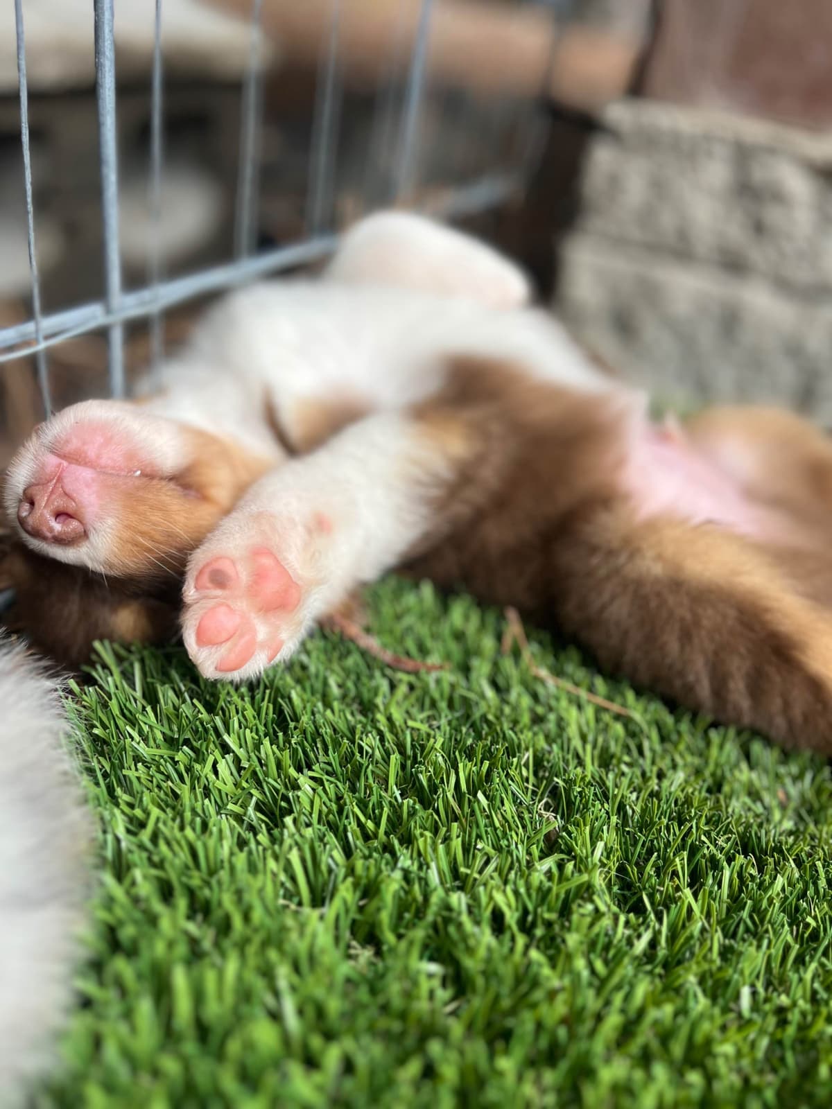 Australian Shepherd Puppies breeder image 10