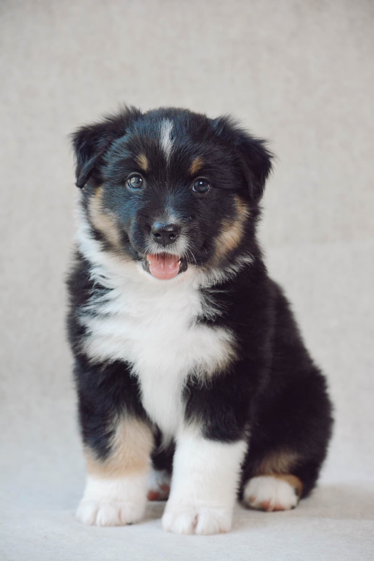 Australian Shepherd Puppies breeder image 11