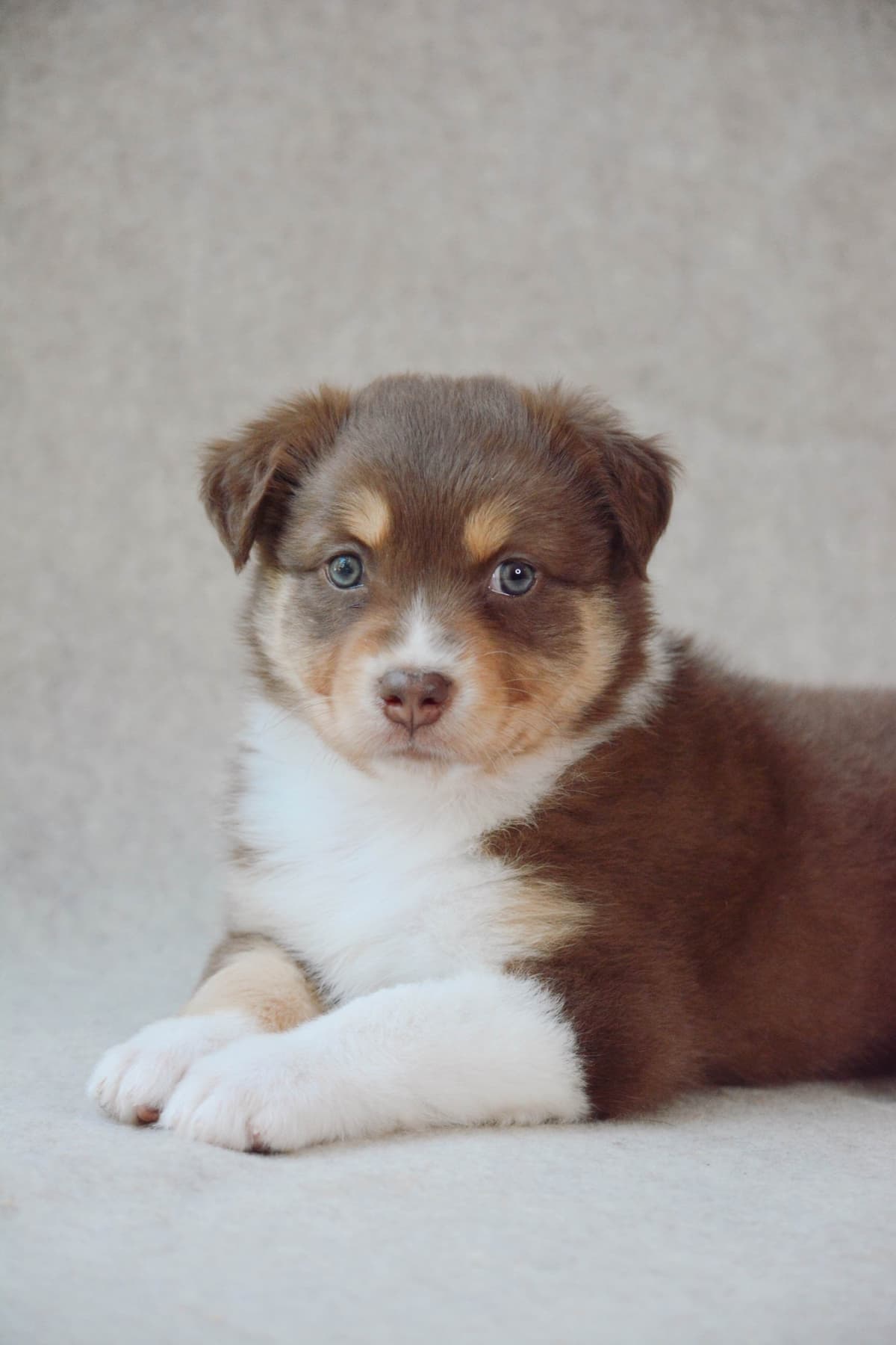Australian Shepherd Puppies breeder image 12